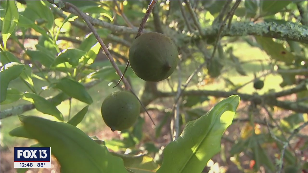 Growing macadamia nuts in Plant City