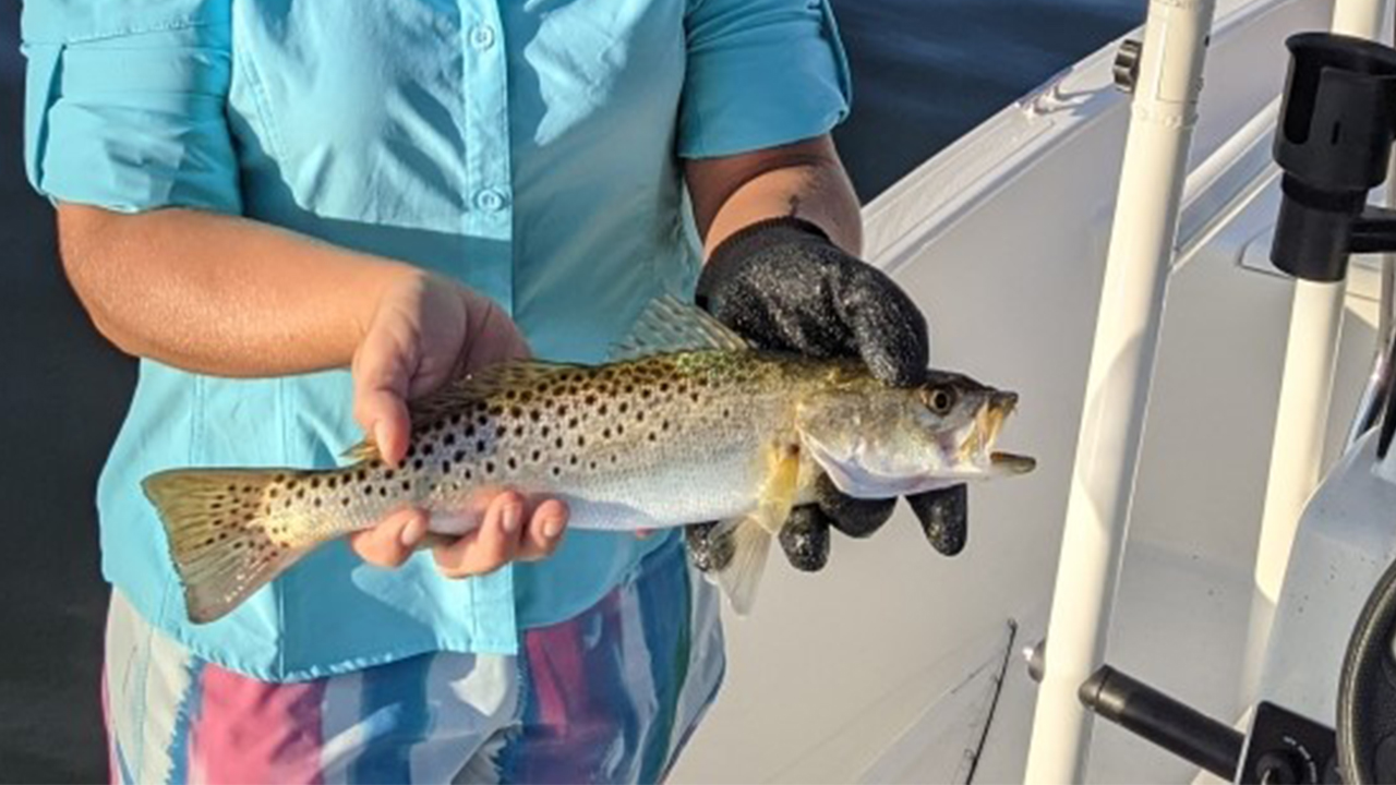 Trout are on the move inshore