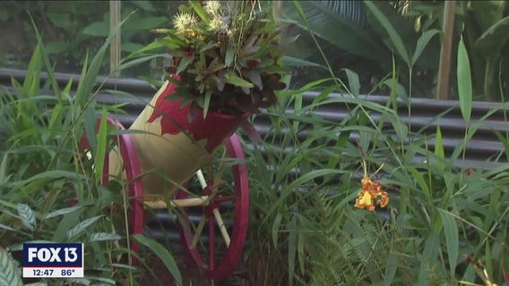Orchids go to the circus at Marie Selby Botanical Gardens