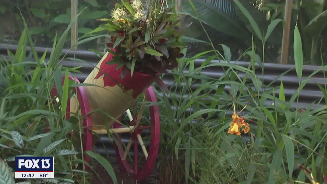 Orchids go to the circus at Marie Selby Botanical Gardens