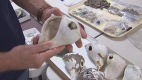 Explore artifacts of old Florida at Weedon Island