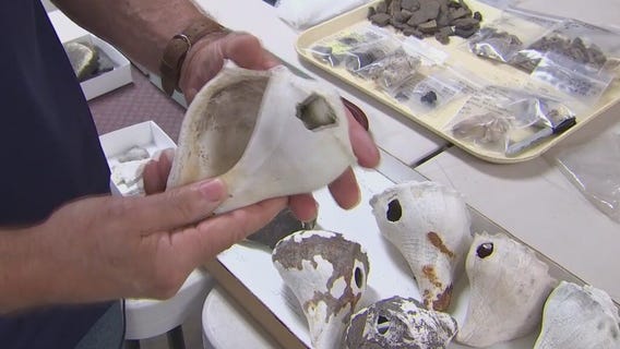 Explore artifacts of old Florida at Weedon Island