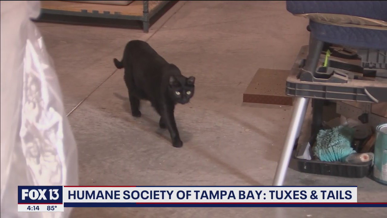 Humane Society offers working cats, too