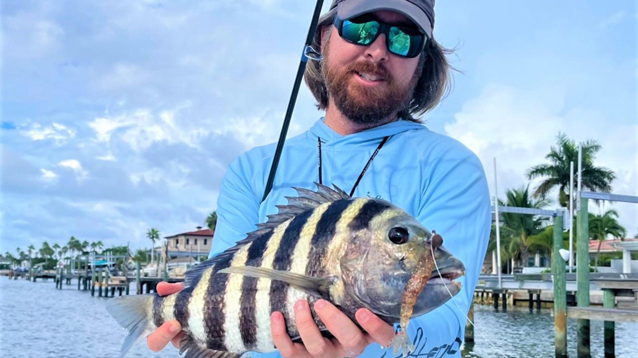 Don?t be spooked, more sheepshead will show up during cooldown