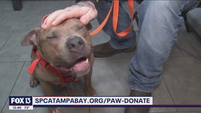 SPCA Tampa Bay hopes you'll 'Paw It Forward'