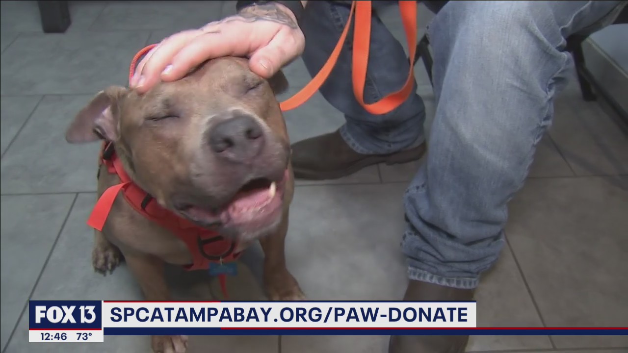 SPCA Tampa Bay hopes you'll 'Paw It Forward'