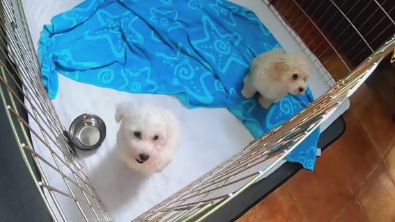 Bay Area woman rescues more than 300 poodles in 16 years