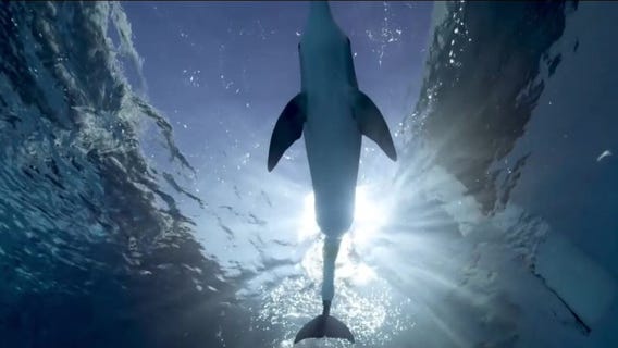 Winter the Dolphin under close watch for possible gastrointestinal infection