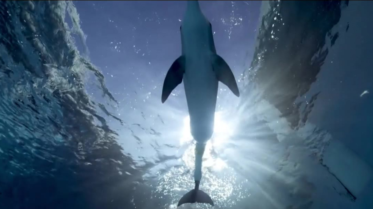 Winter the Dolphin under close watch for possible gastrointestinal infection