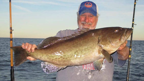 You'll find big catches of gag grouper offshore