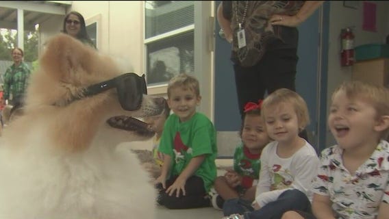 TikTok's Koda the Fluff Dog visits St. Petersburg