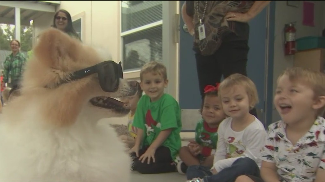 TikTok's Koda the Fluff Dog visits St. Petersburg