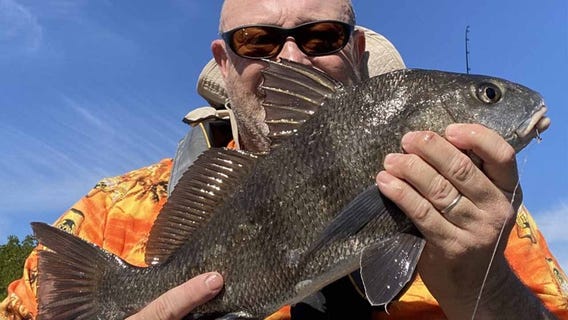 Black drum are biting inshore