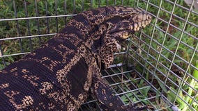 Invasive tegu lizards expanding territory in Florida