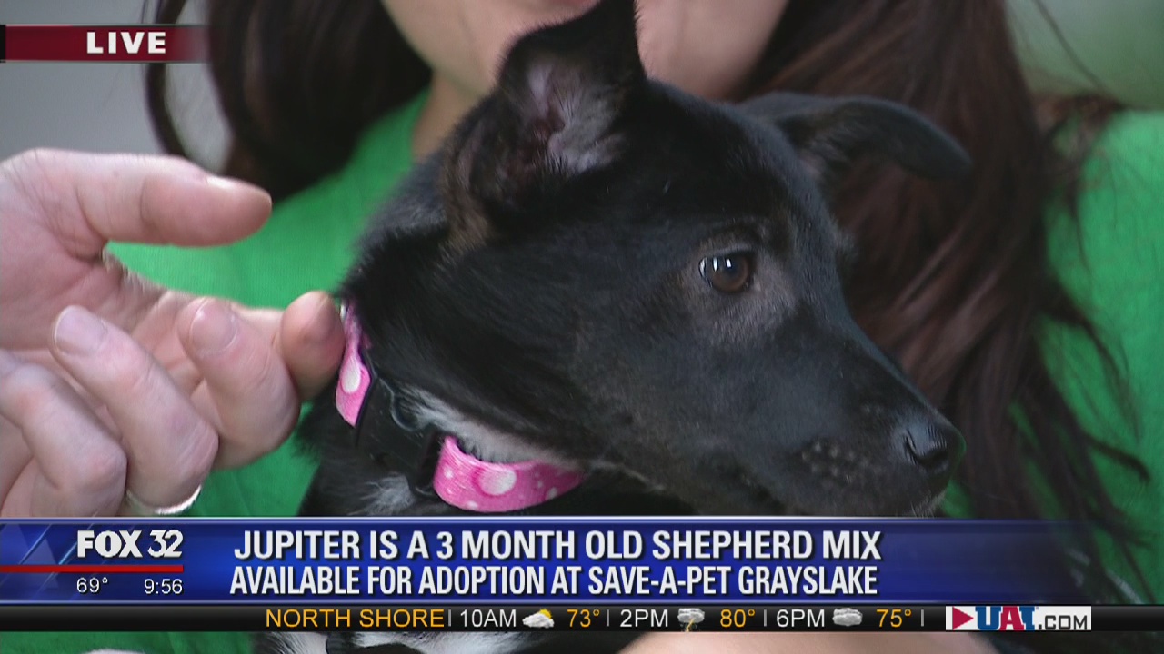 Mike's Perfect Pets: Jupiter