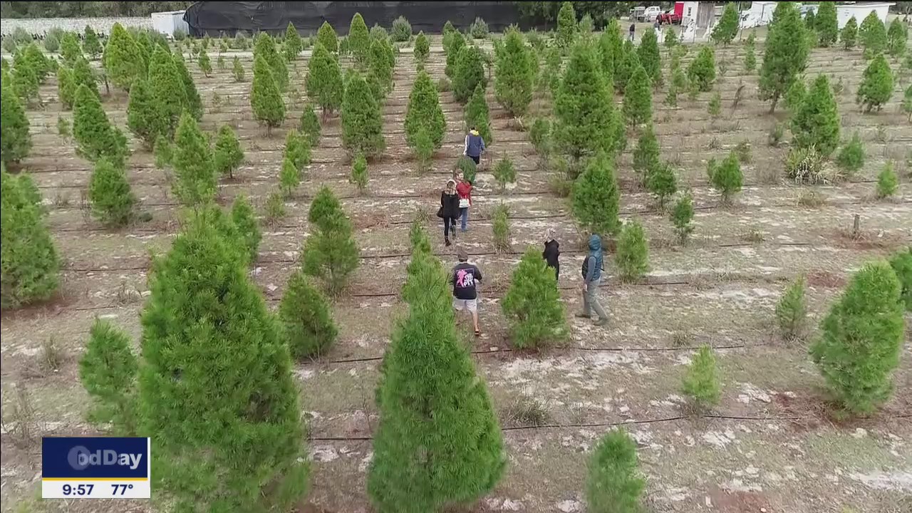 Busy days at Ergle Tree Farm | FOX 13 Tampa Bay