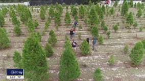 Busy days at Ergle Tree Farm