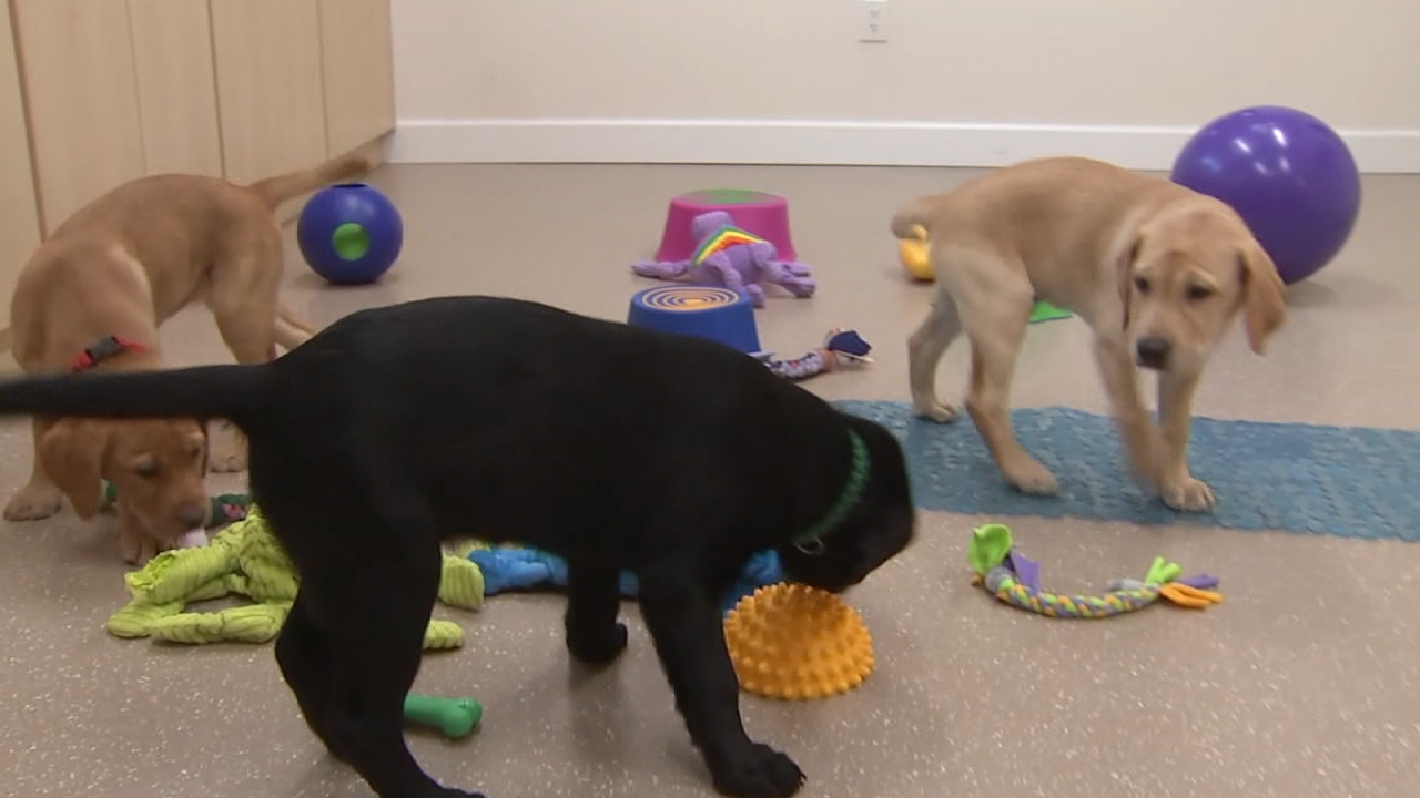 Southeastern Guide Dog pups grow up to be superheroes