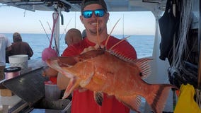 You can find plenty of hogfish near shore