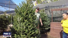 Picking out a tree at Gallagher's