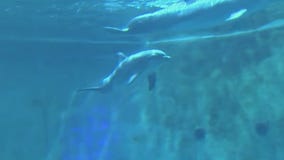 New dolphin becomes part of CMA rescue family