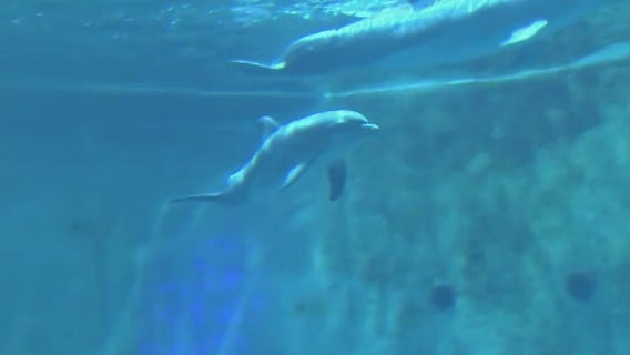 New dolphin becomes part of CMA rescue family