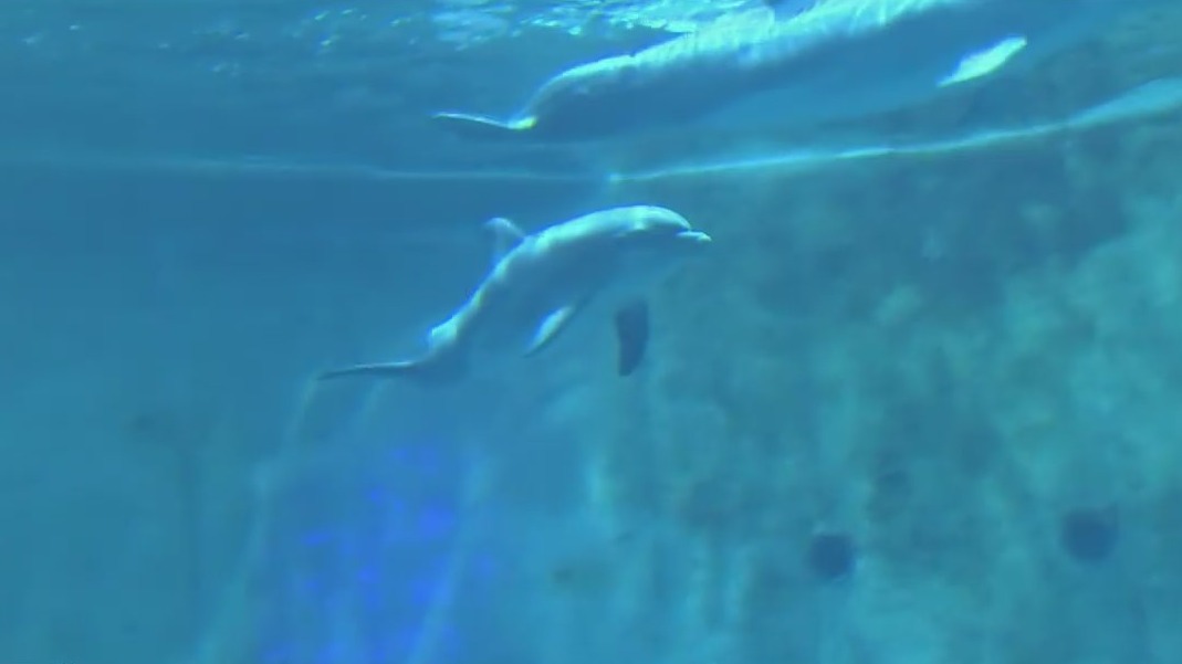 New dolphin becomes part of CMA rescue family