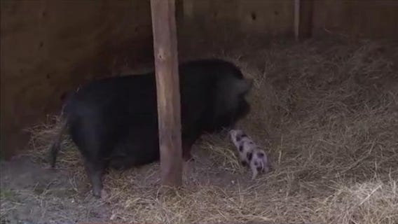 Tampa rescue teams up with Hernando County Animal Services to help farm animals get adopted