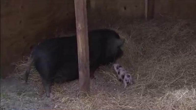 Tampa rescue teams up with Hernando County Animal Services to help farm animals get adopted