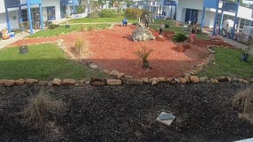 Grow the Grove beautification project