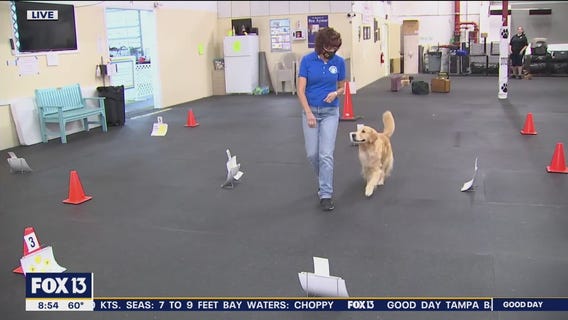 Dog training club offers classes in all levels of obedience