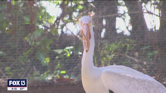 Save our Seabirds looking for volunteers