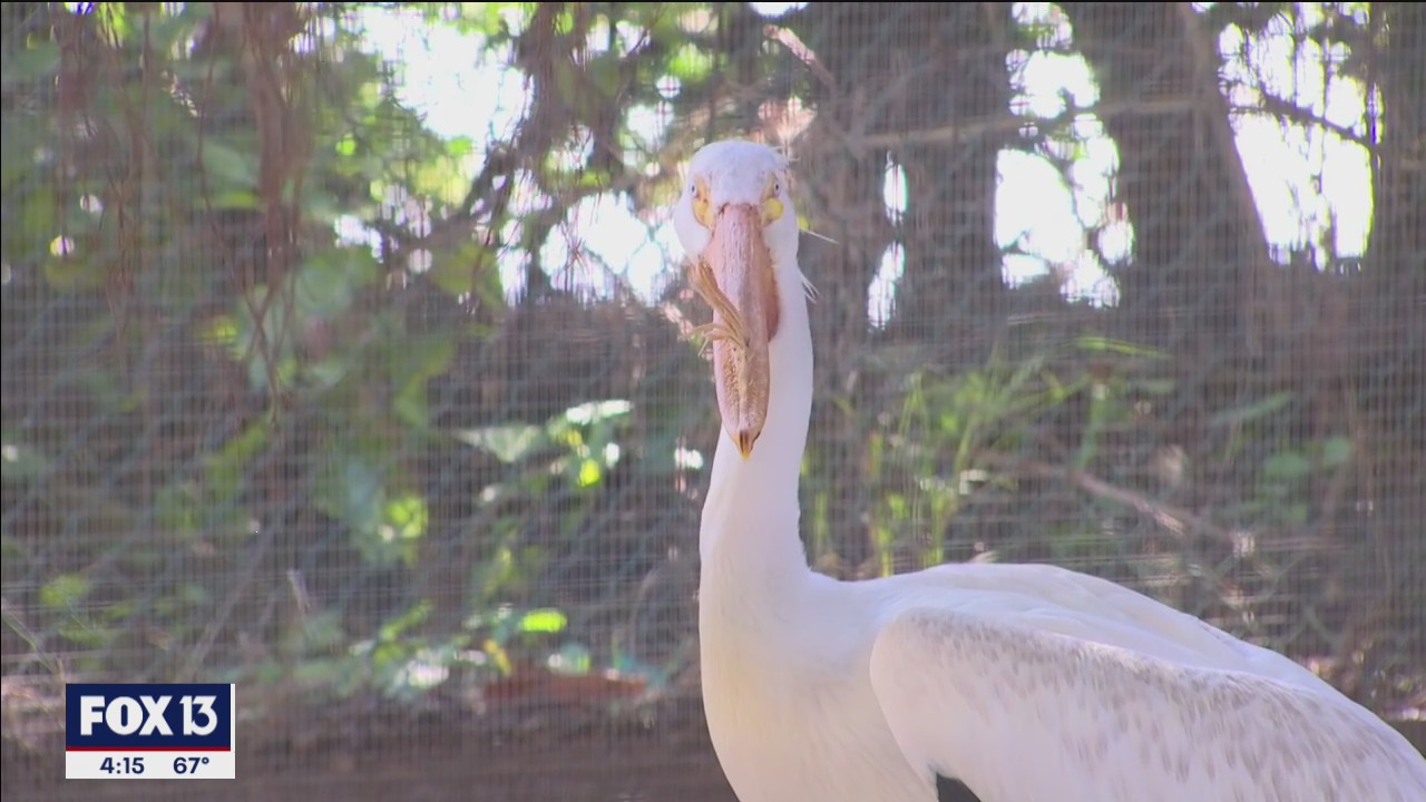 Save our Seabirds looking for volunteers