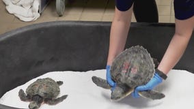 Cold-stunned turtles rehabilitate in Clearwater