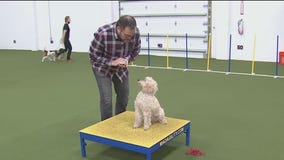 This St. Pete dog training club can teach your pup the basics