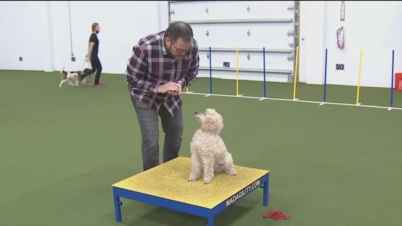 This St. Pete dog training club can teach your pup the basics