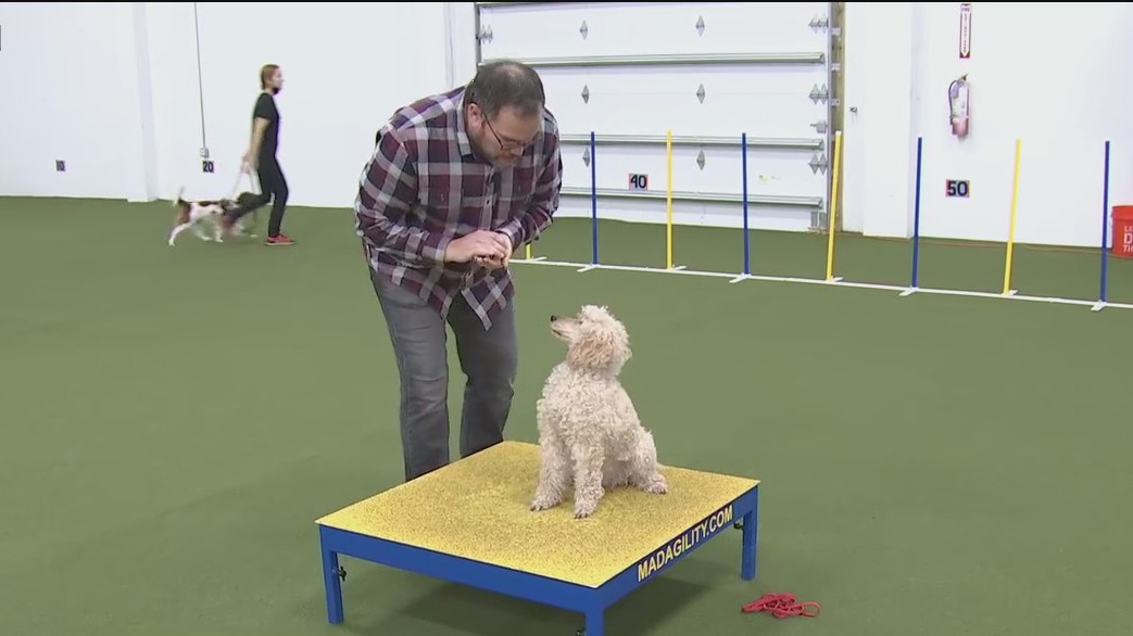 This St. Pete dog training club can teach your pup the basics