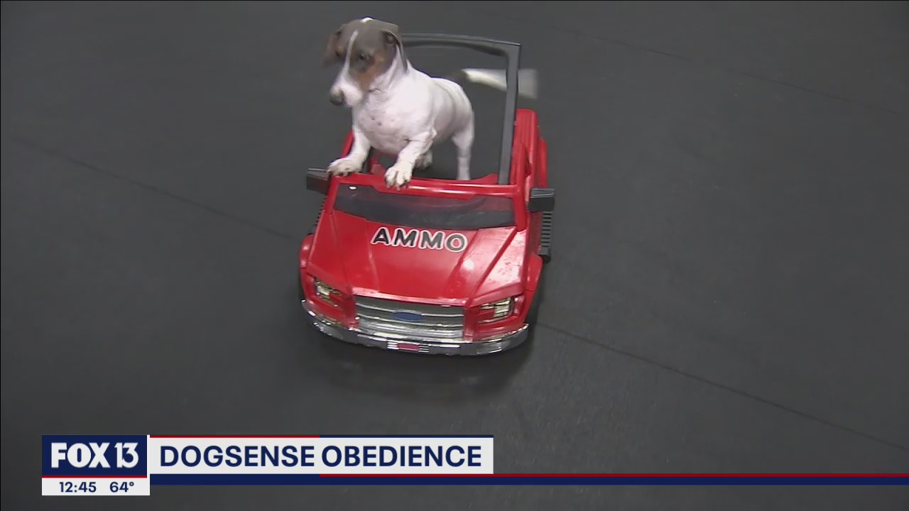 Lakeland facility teaches puppies 15 words for obedience and safety