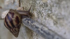 Snail slime and gold could boost sunscreen's power