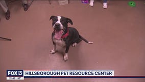 Free adoptions extended through May at Hillsborough County Pet Resource Center