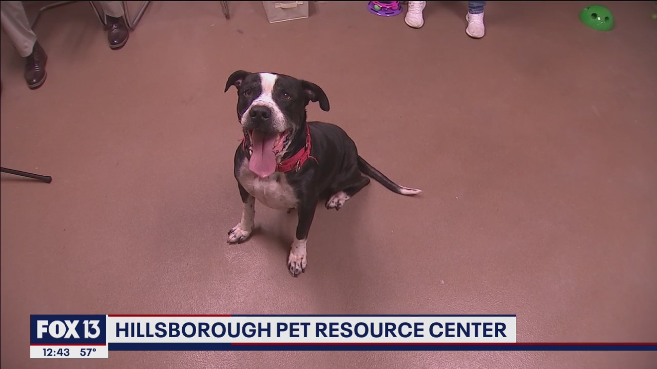 Free adoptions extended through May at Hillsborough County Pet Resource Center