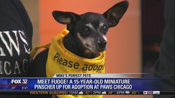 Mike's Perfect Pets: Fudge