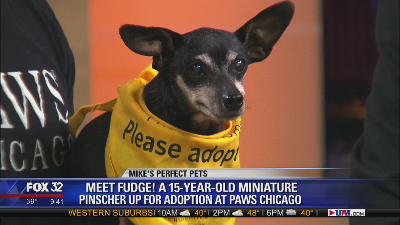 Mike's Perfect Pets: Fudge