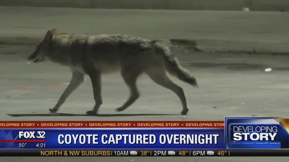 Coyote captured Thursday after boy bitten, series of sightings
