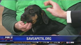 Mike's Perfect Pets: Daredevil