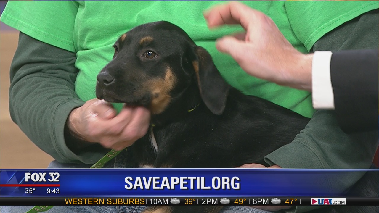 Mike's Perfect Pets: Daredevil