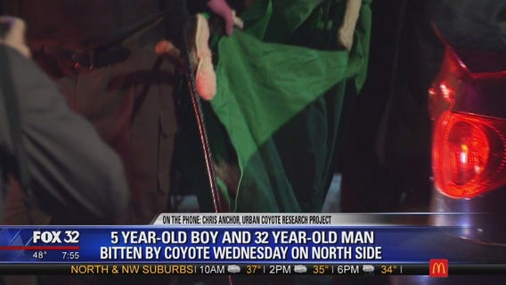 Questions remain after series of coyotes attacks in Chicago