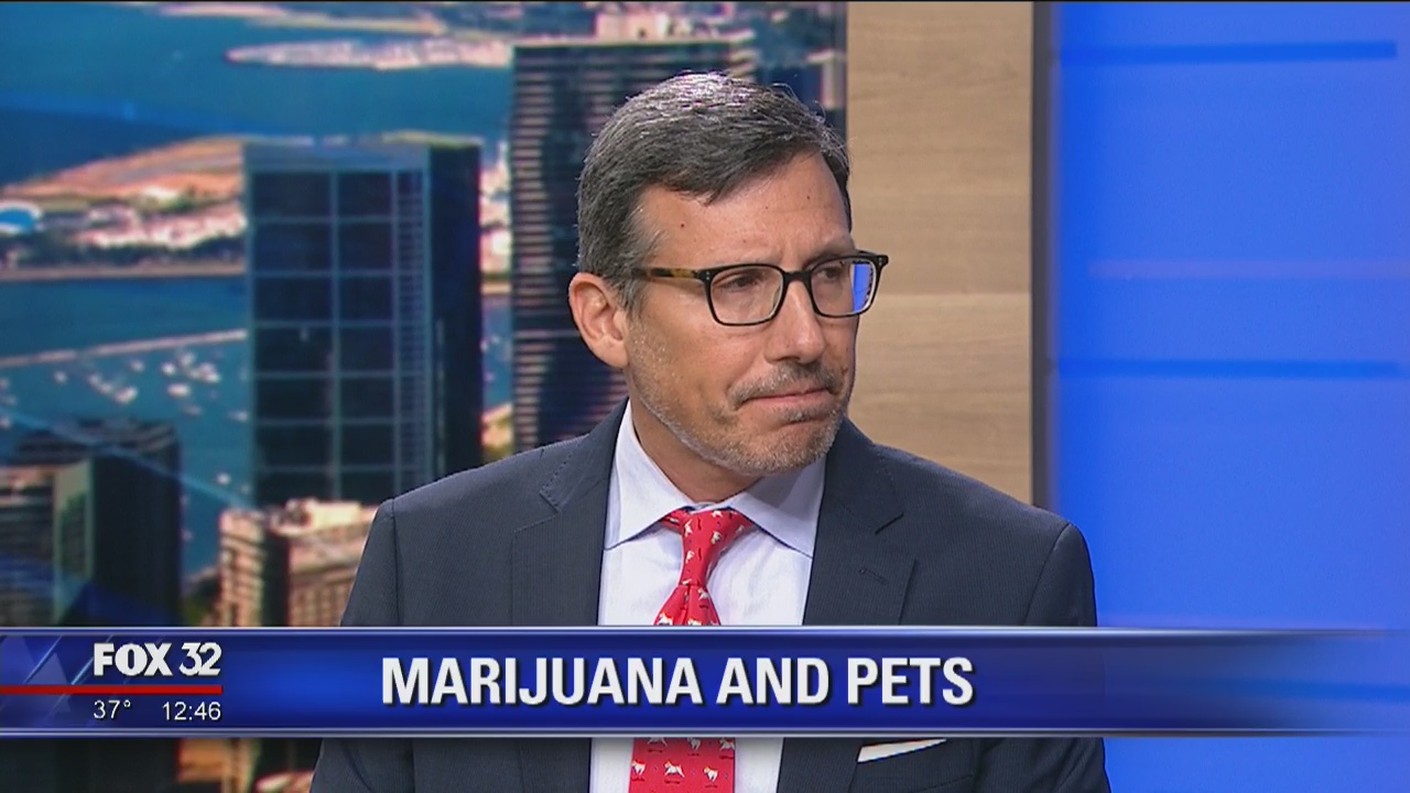 How to keep your pets safe from the dangers of marijuana