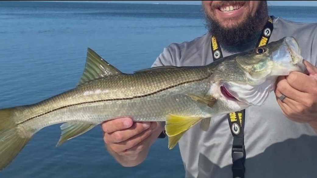 Warmer weather brings big surge in snook bite