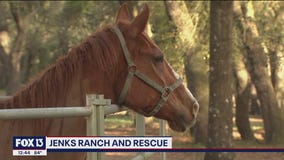 Local rescue specializes in care for neglected horses and other large animals in need
